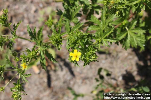 Photo: Potentilla norvegica 1.