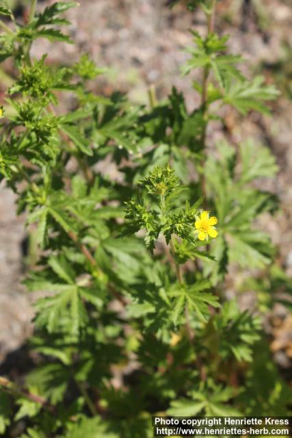 Photo: Potentilla norvegica 2.