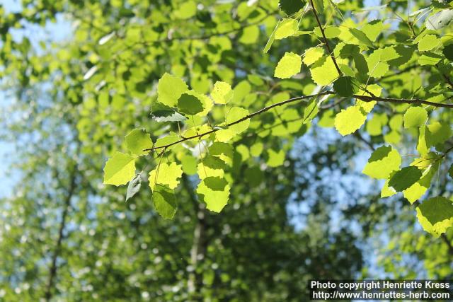 Photo: Populus tremula 39.