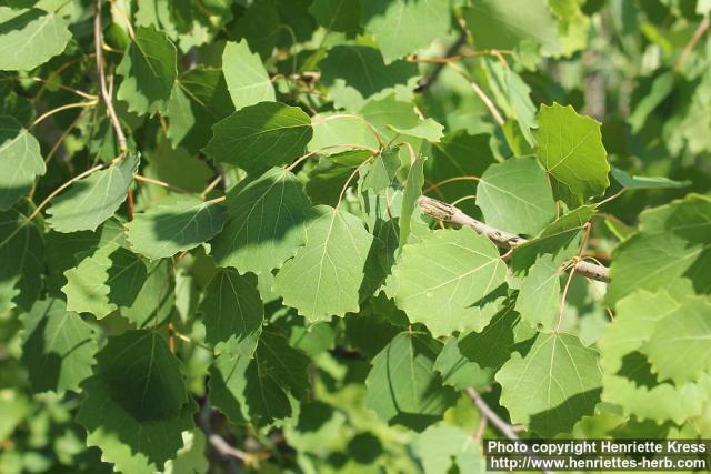 Photo: Populus tremula 41.