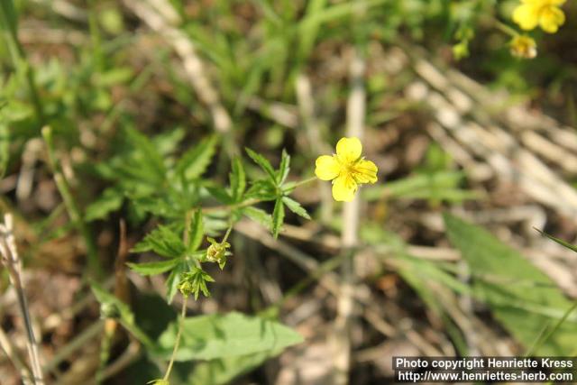 Photo: Potentilla erecta 7.