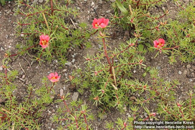 Photo: Portulaca grandiflora 2.