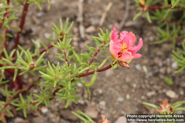 Photo: Portulaca grandiflora 4.