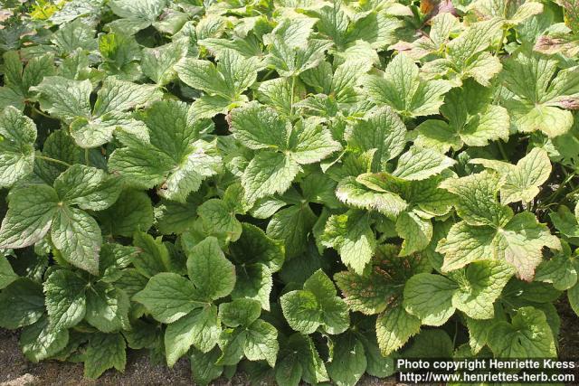 Photo: Podophyllum hexandrum 11.