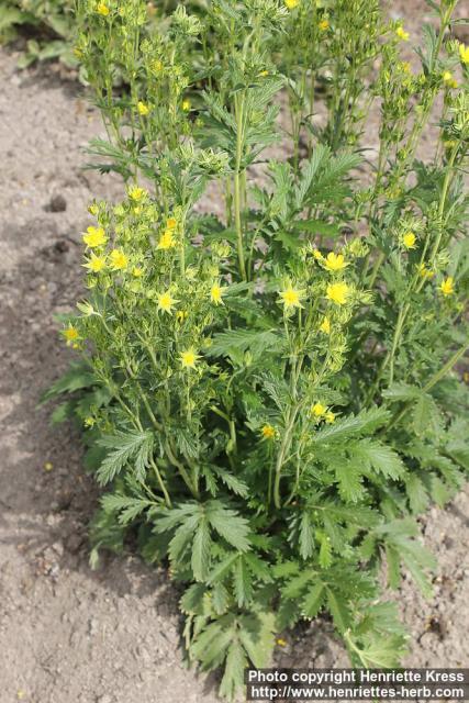 Photo: Potentilla tanacetifolia 0.