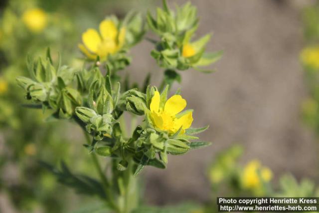 Photo: Potentilla tanacetifolia 1.