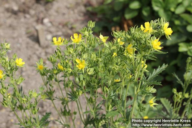 Photo: Potentilla tanacetifolia 2.