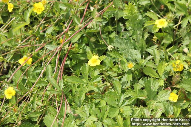 Photo: Potentilla anglica 3.