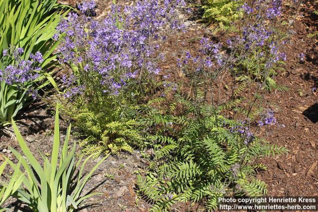 Photo: Polemonium chinense 3.