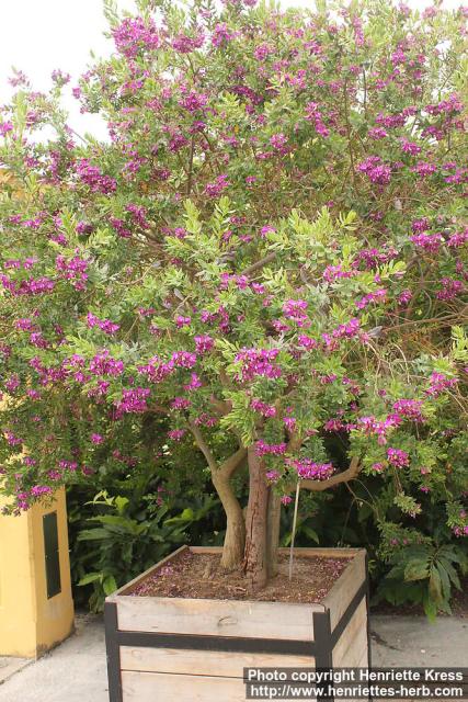 Photo: Polygala myrtifolia 0.