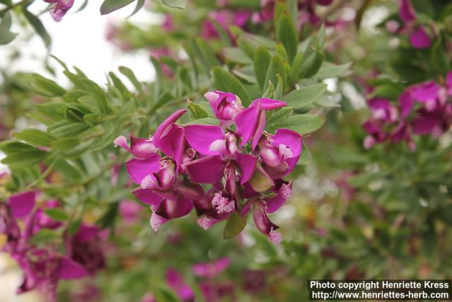 Photo: Polygala myrtifolia 3.