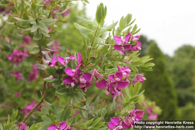 Photo: Polygala myrtifolia 4.