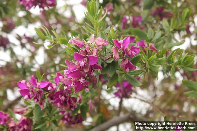 Photo: Polygala myrtifolia 5.