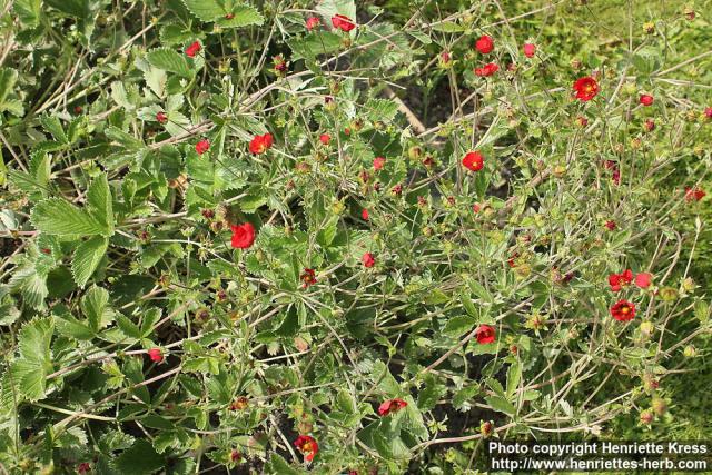 Photo: Potentilla atrosanguinea 2.