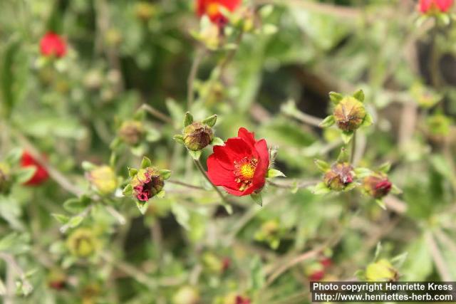 Photo: Potentilla atrosanguinea 4.