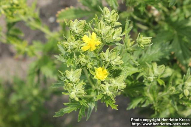 Photo: Potentilla tanacetifolia 4.