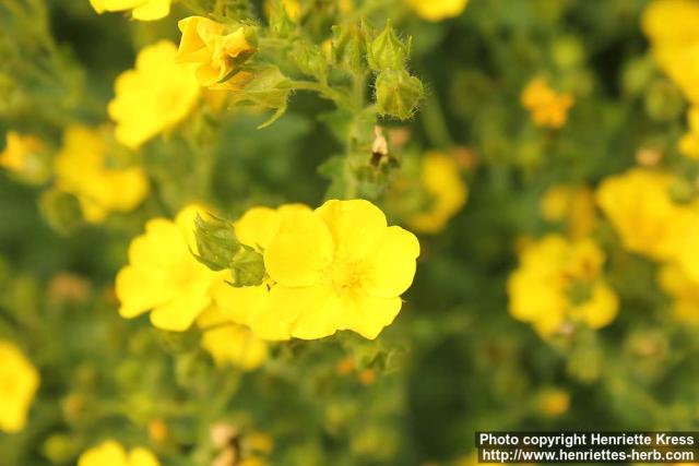 Photo: Potentilla astracanica 4.