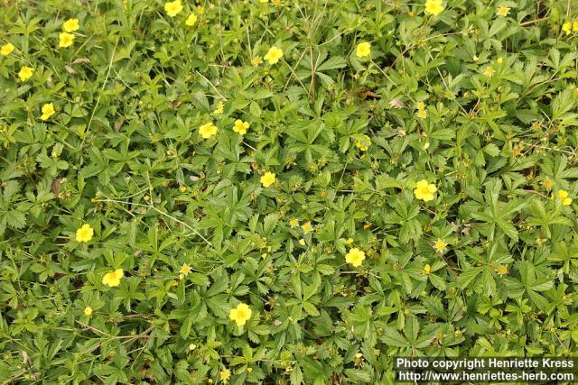 Photo: Potentilla anglica 4.