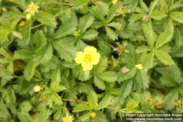 Photo: Potentilla anglica 5.