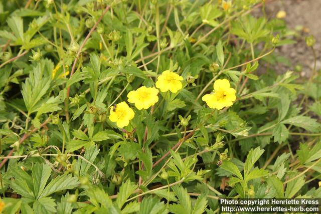 Photo: Potentilla anglica 6.