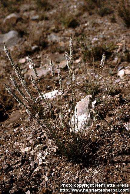 Photo: Polygala alba.