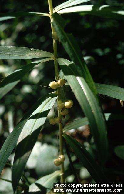 Photo: Polygonatum verticillatum.