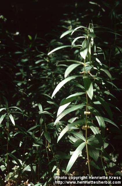 Photo: Polygonatum verticillatum 1.