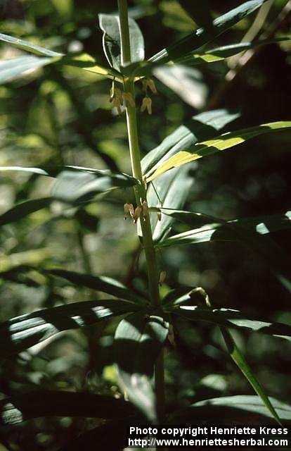 Photo: Polygonatum verticillatum 2.