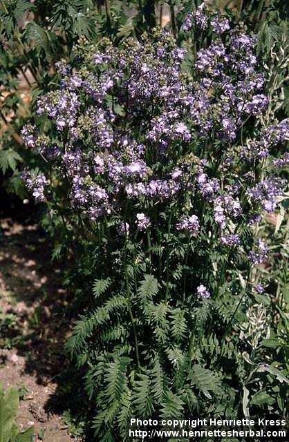 Photo: Polemonium caeruleum 2.