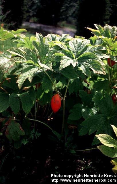 Photo: Podophyllum hexandrum 3.