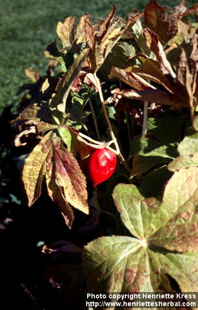 Photo: Podophyllum hexandrum 5.