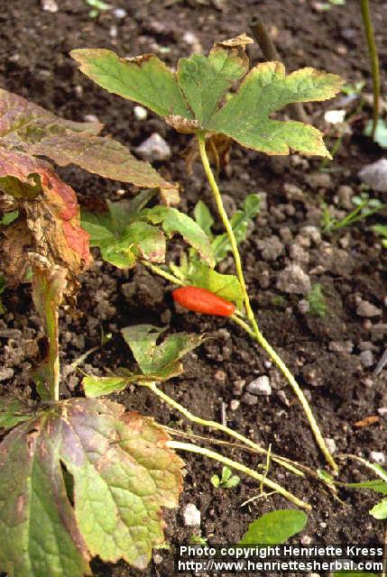 Photo: Podophyllum hexandrum.