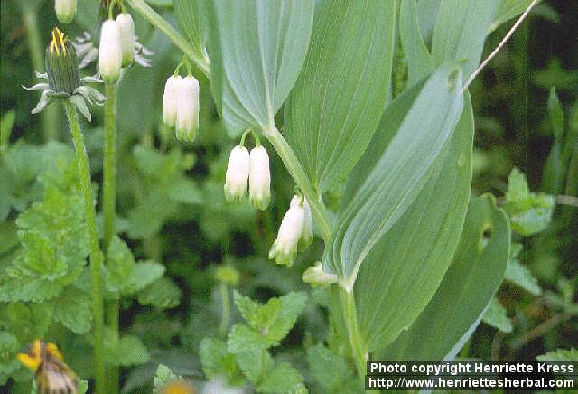 Photo: Polygonatum odoratum 1.