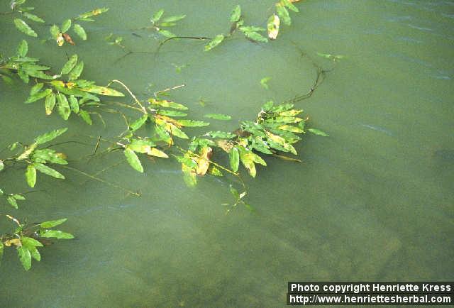 Photo: Polygonum amphibium 1.