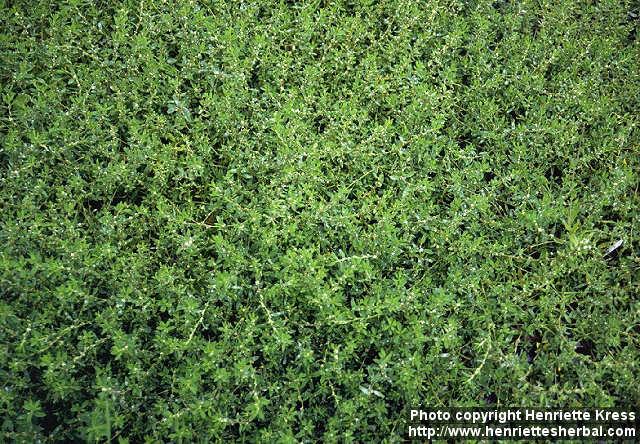 Photo: Polygonum aviculare.