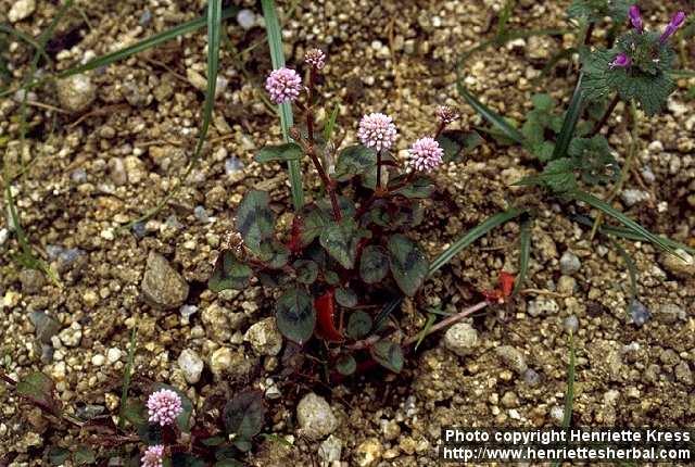 Photo: Polygonum capitatum.