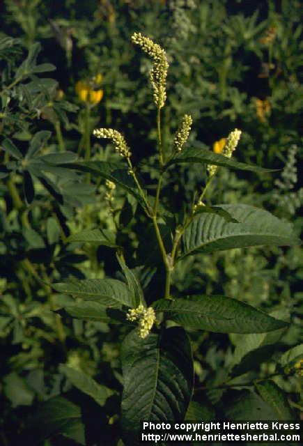 Photo: Polygonum lapathifolium 1.