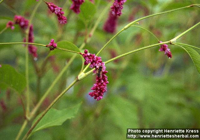 Photo: Polygonum orientale 3.