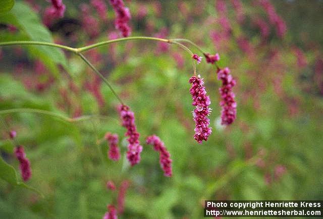 Photo: Polygonum orientale.