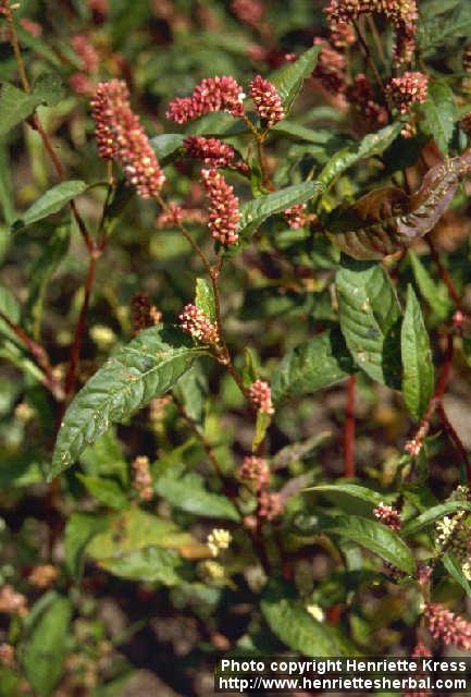 Photo: Polygonum persicaria 1.