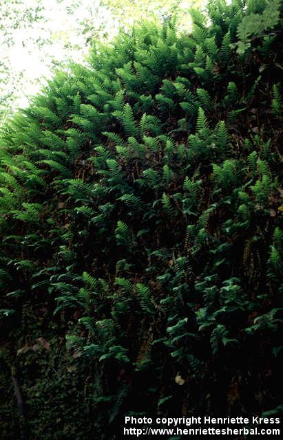 Photo: Polypodium vulgare 1.