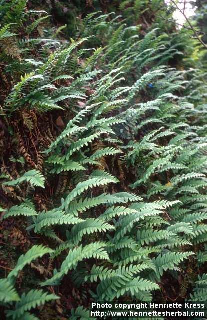 Photo: Polypodium vulgare 2.