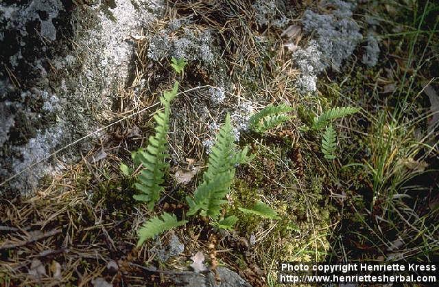 Photo: Polypodium vulgare.