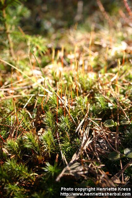 Photo: Polytrichum strictum 1.