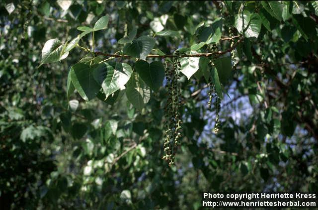 Photo: Populus nigra 1.