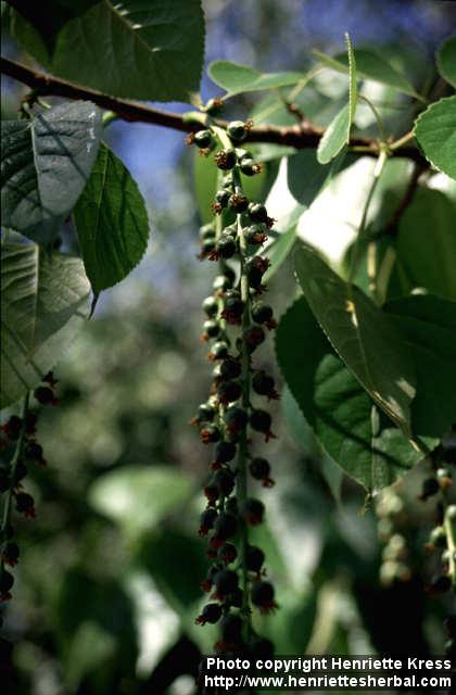 Photo: Populus nigra 2.