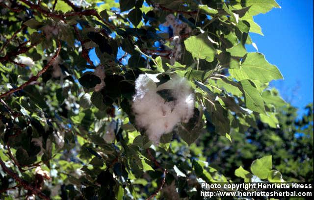 Photo: Populus nigra 4.