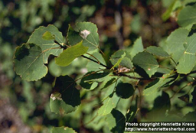 Photo: Populus tremula 3.