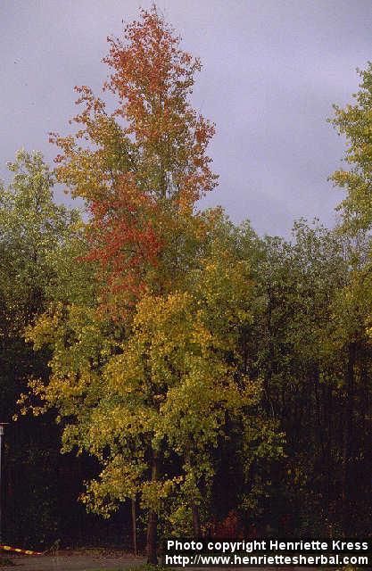 Photo: Populus tremula.