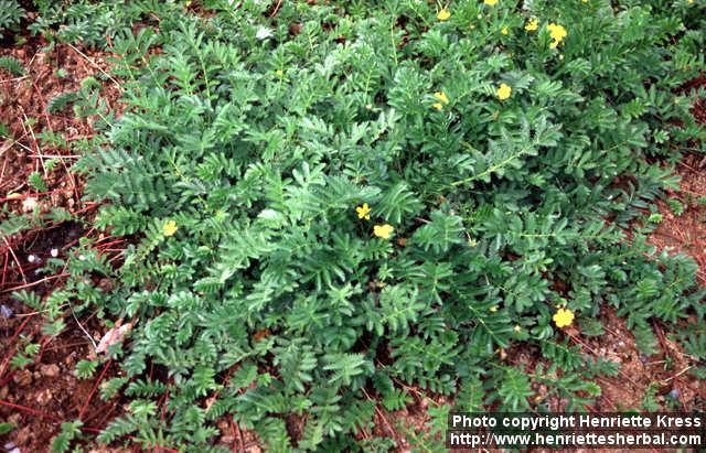 Photo: Potentilla anserina 4.